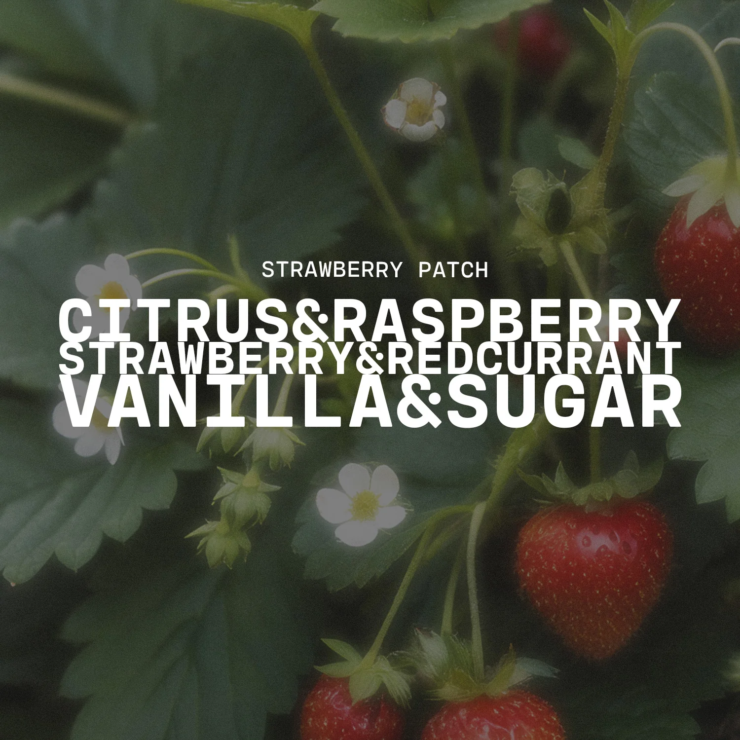Strawberry Patch Wax Scented Beads Refill | 2 lb - Image 2
